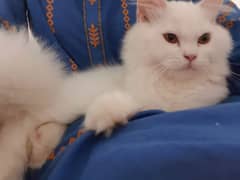 7-Month-Old Persian Cats for Sale – White Dollface & Tabby Punch Face