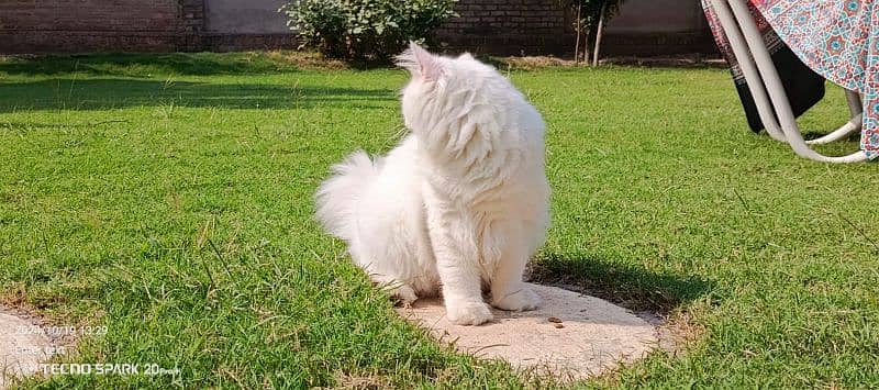 7-Month-Old Persian Cats for Sale – White Dollface & Tabby Punch Face 1