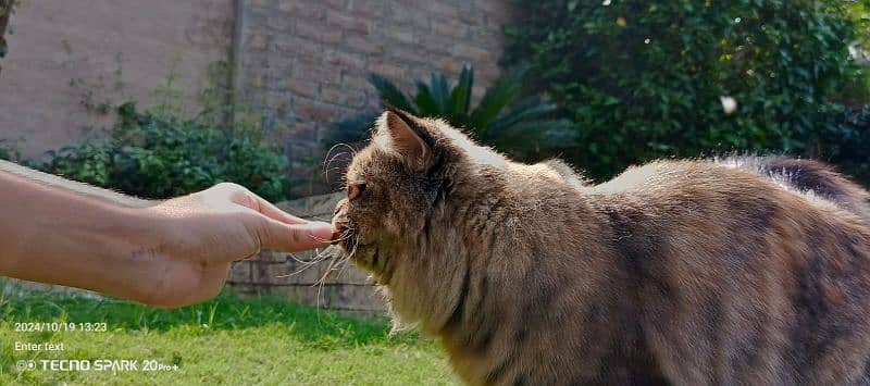 7-Month-Old Persian Cats for Sale – White Dollface & Tabby Punch Face 3