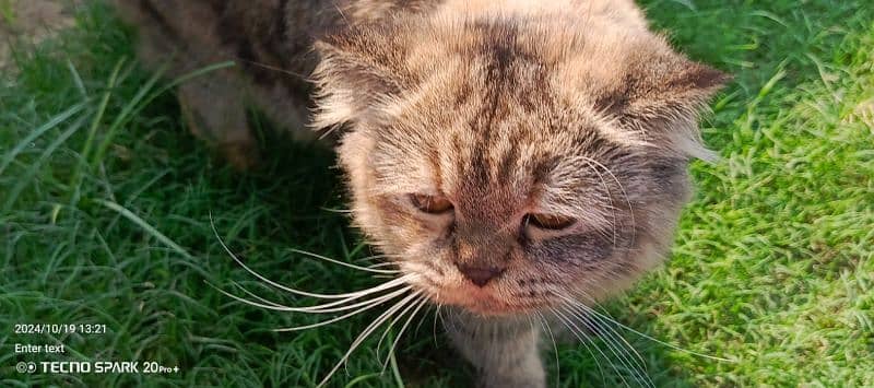 7-Month-Old Persian Cats for Sale – White Dollface & Tabby Punch Face 4