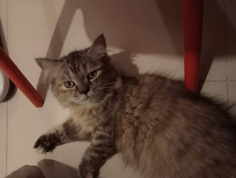 7-Month-Old Persian Cats for Sale – White Dollface & Tabby Punch Face 5