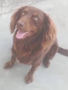 cocker spaniel English breed