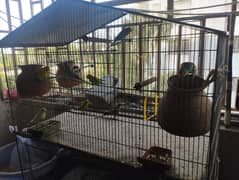 Australian budgies with cage