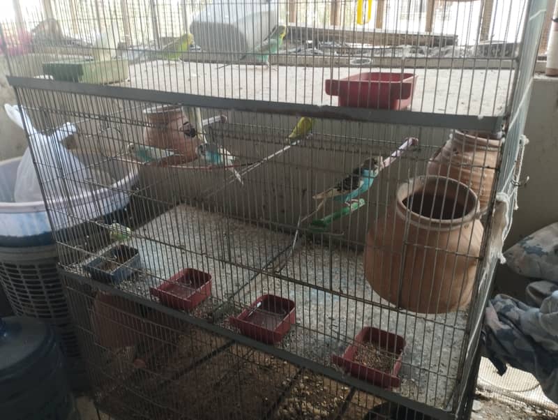 Australian budgies with cage 1