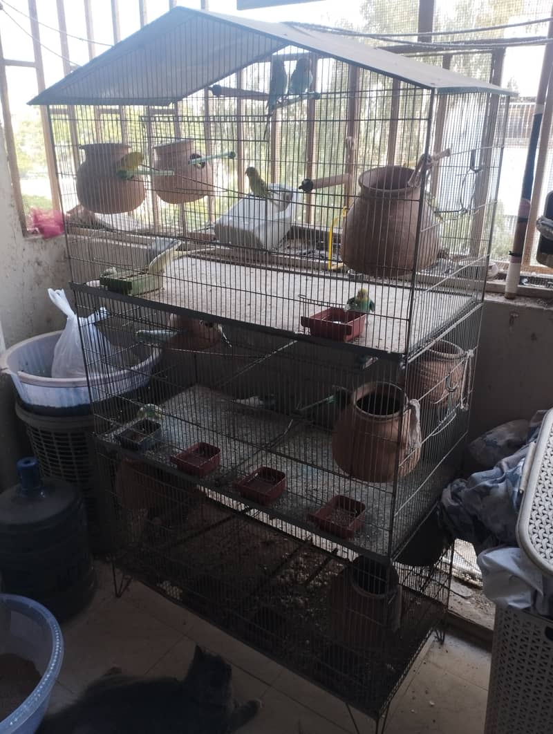 Australian budgies with cage 3