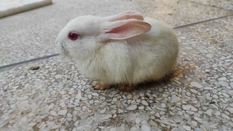 3 White Red eye rabbit bunnies (khargosh k bachay) 0