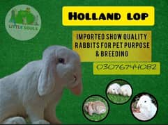 Holland lop bunnies/punch face