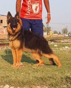 German shepherd proper long coated important bloodline female for sale