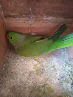 urgent sale 2 parot