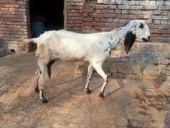 Goat | Rajan puri pair |بکرے | desi Bakra | goat for sale