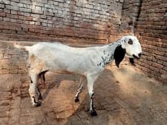 Goat | Rajan puri pair |بکرے | desi Bakra | goat for sale