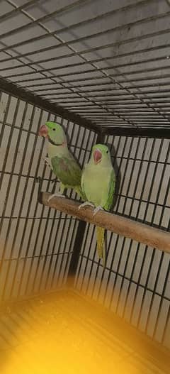 Raw Parrot Pair