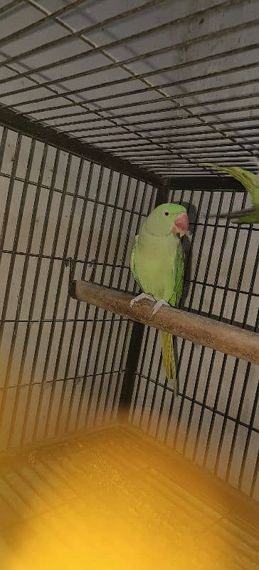 Raw Parrot Pair 1