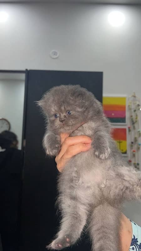 Pure Persian Female Kittens For Sale 0