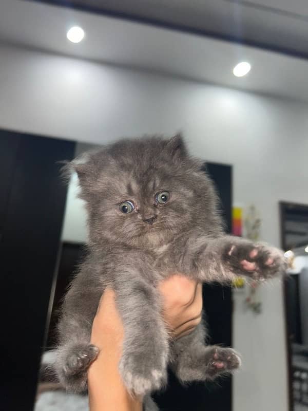 Pure Persian Female Kittens For Sale 1