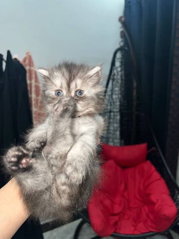 Pure Persian Female Kittens For Sale 2