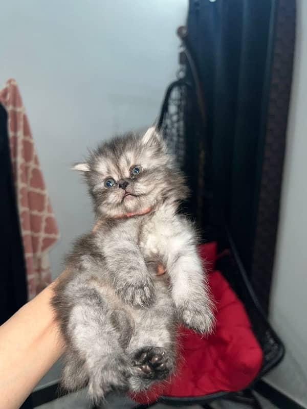 Pure Persian Female Kittens For Sale 3