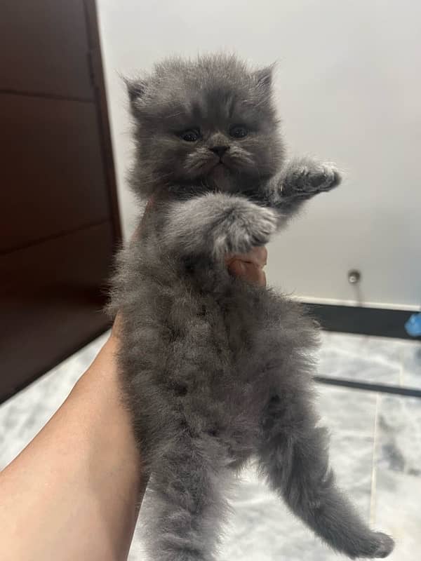 Pure Persian Female Kittens For Sale 4