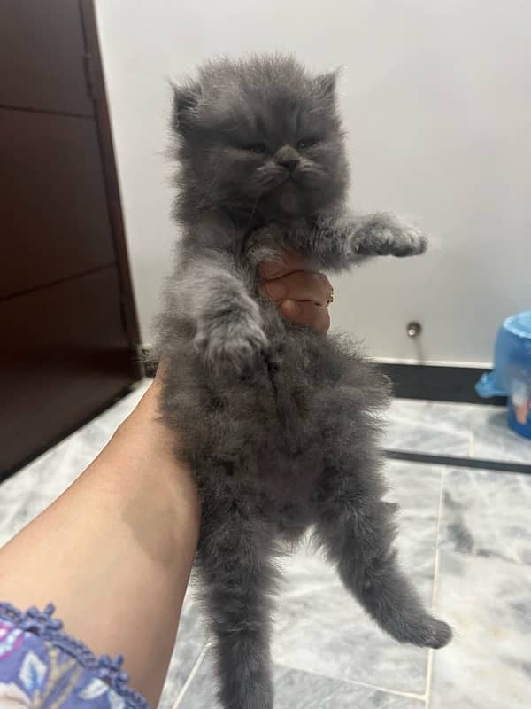 Pure Persian Female Kittens For Sale 5