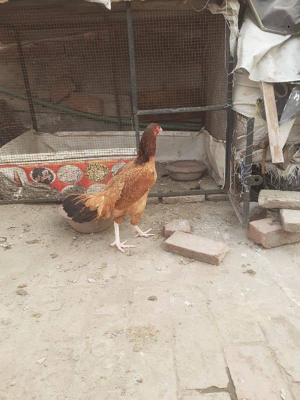 3 hens 1 aseel murgha 2