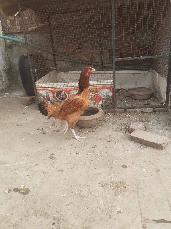 3 hens 1 aseel murgha 3