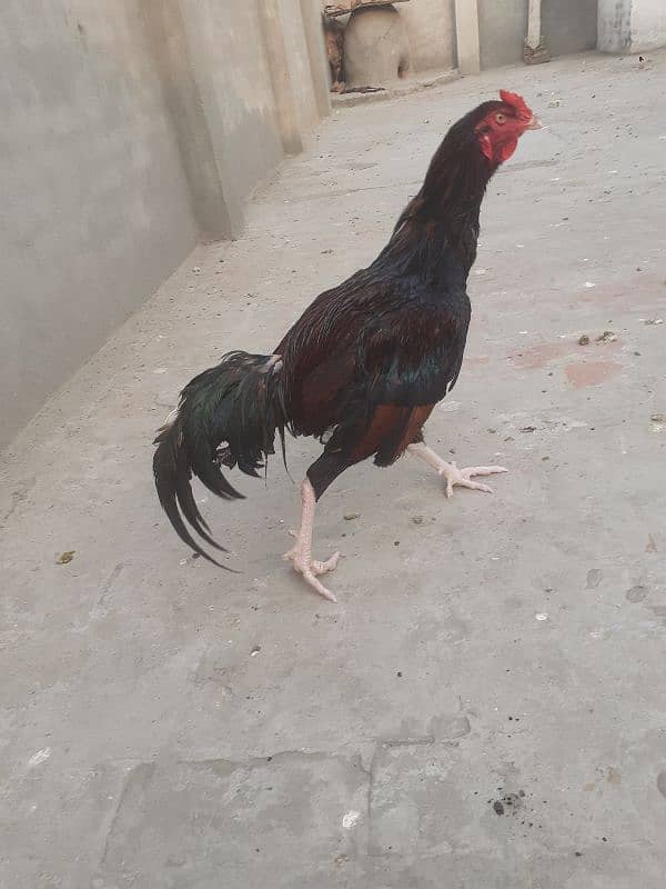 3 hens 1 aseel murgha 4