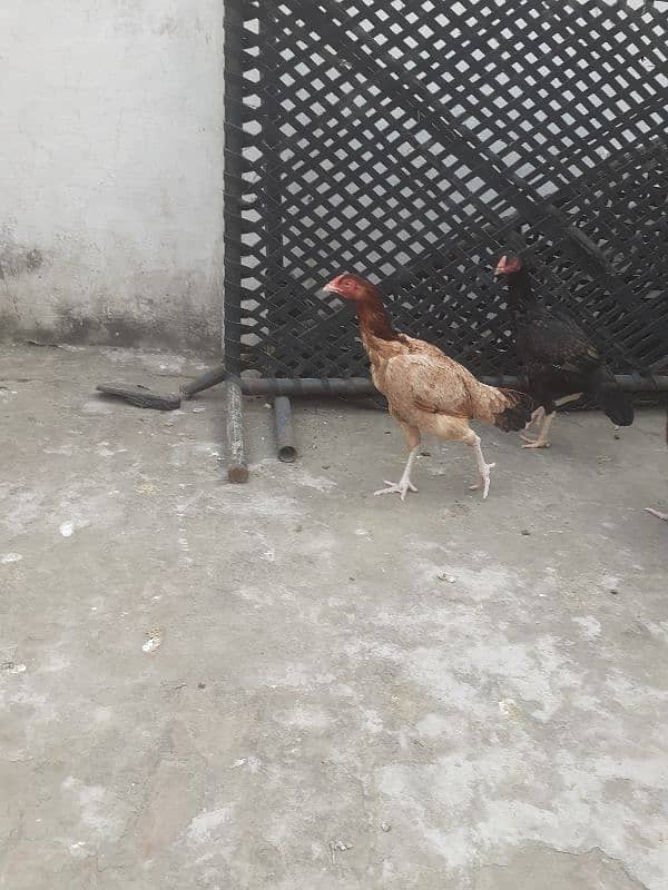 3 hens 1 aseel murgha 8