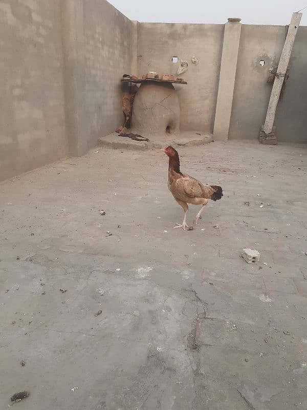 3 hens 1 aseel murgha 9