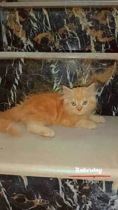 Persian triple coat male kitten 0