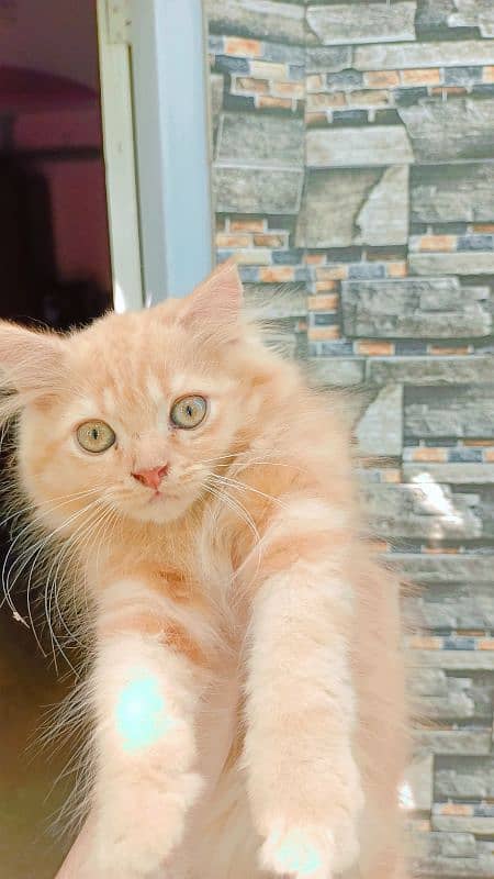 Persian triple coat male kitten 1