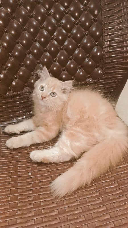 Persian triple coat male kitten 2