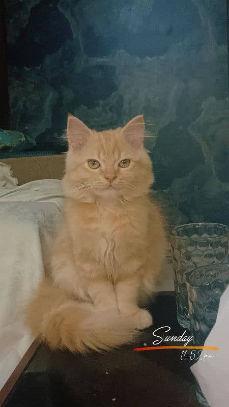 Persian triple coat male kitten 3