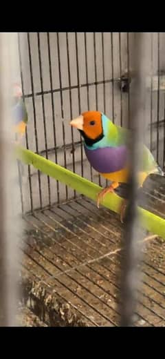 Gouldian Finch 0