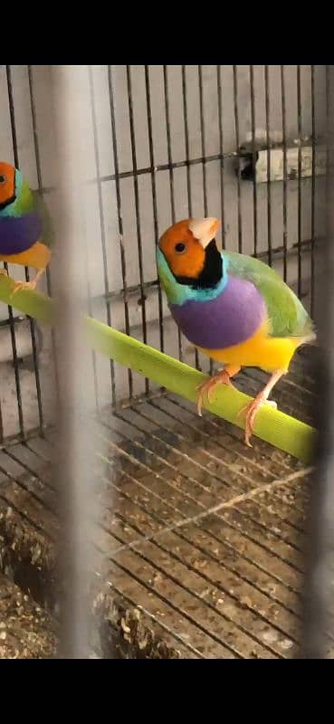 Gouldian Finch 1