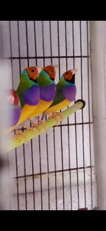 Gouldian Finch 2