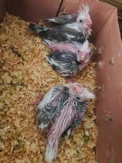 cocktail chicks for sale 0