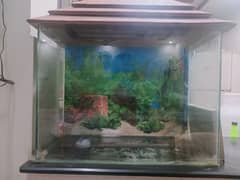 aquarium for sale