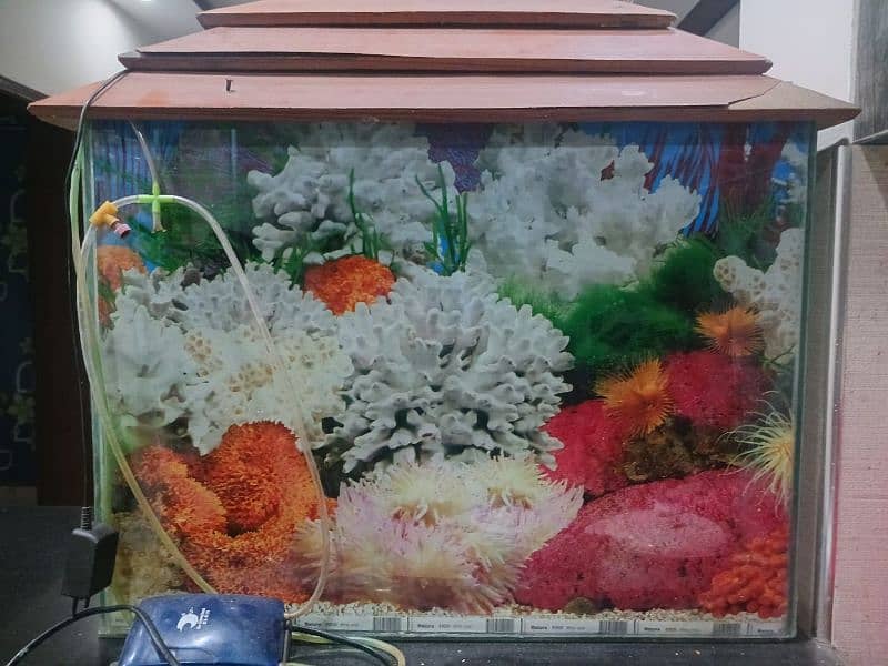 aquarium for sale 4