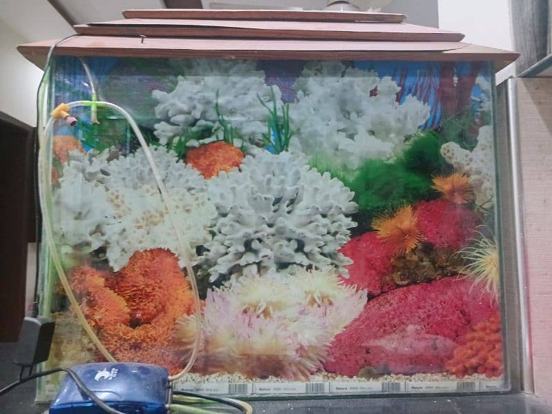 aquarium for sale 5