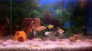 aquarium for sale