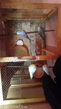 Parrots k 2 pair sale karne h 0