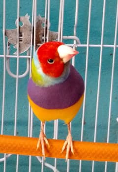 lady gouldian Male 0