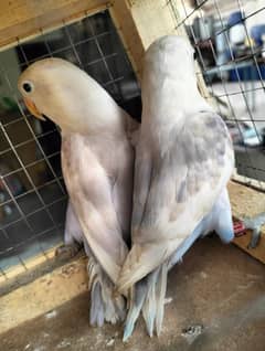 Love Birds Pair Blue Pastel Albino red eye