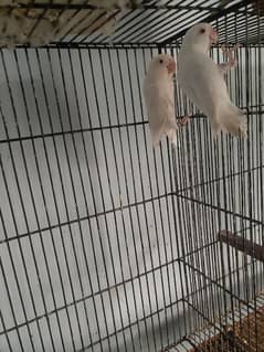 Albino Red Eye Pair Age 2 years First time breed