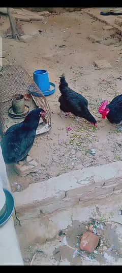 asterlop hen for sale