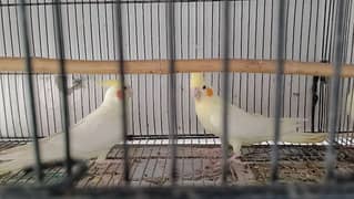 cocktail breeding pair with 2 cockatiel kids