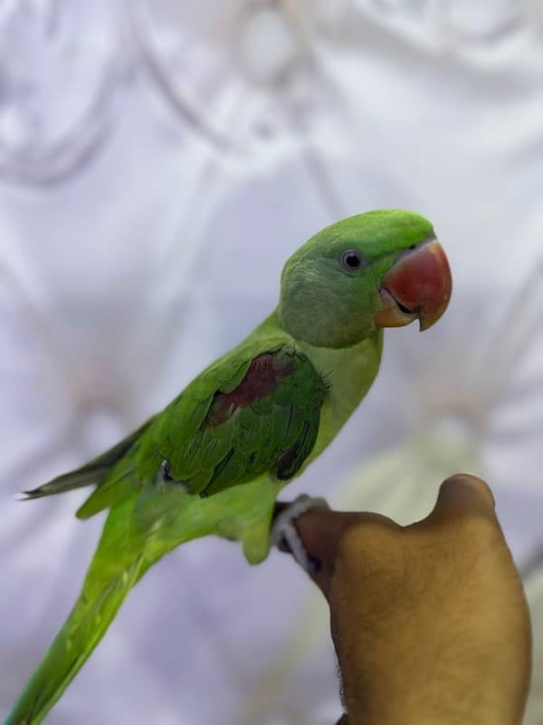 Ringneck / Raw Pharai Males 3