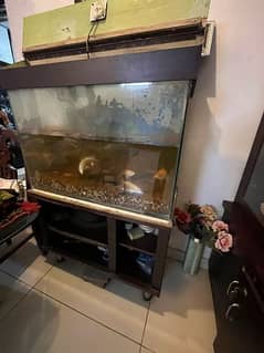 Fish Aquarium