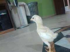 imported indian gaint chicks,here pair,Qandhari parrot beak female