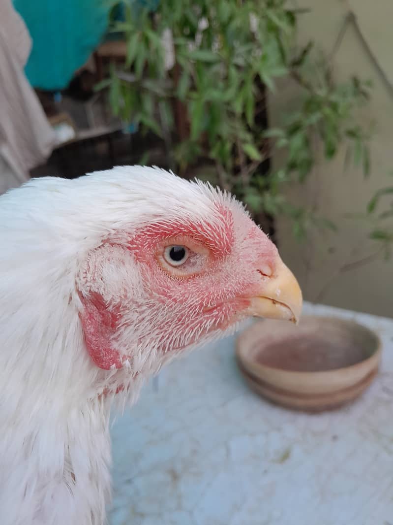 imported indian gaint chicks,here pair,Qandhari parrot beak female 6